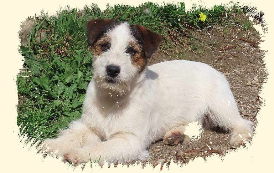 criador-jack-russell-terrier