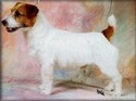 Pedigree jack Russell Terrier Homiño de Gaspalleira