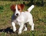 pedigree jack russell terrier de Gaspalleira
