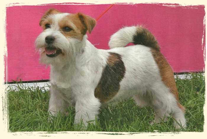 criador-jack-russell