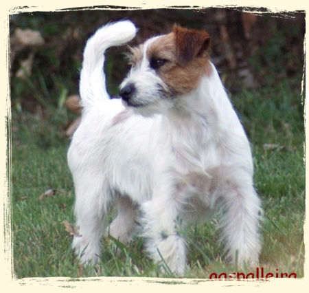 criador-jack-russell-galicia