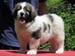 cachorro mastin del pirineo