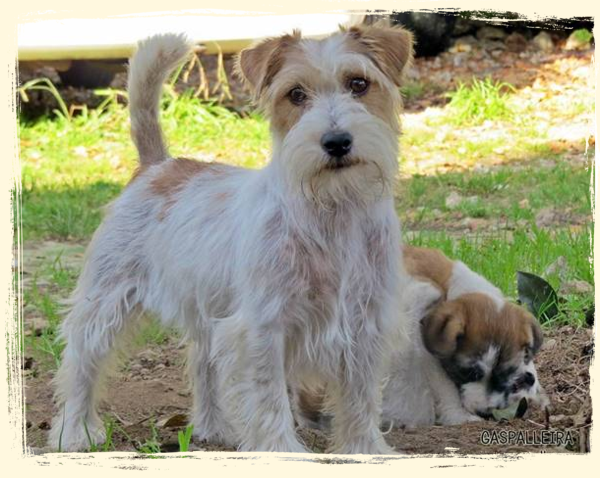 criador-jack-russell-terrier