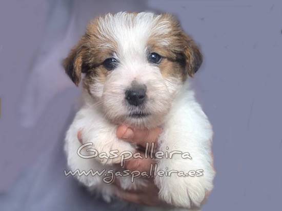 cachorros de Jack Russell Terrier de Gaspalleira