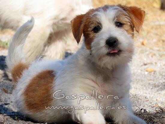 cachorros de Jack Russell Terrier de Gaspalleira
