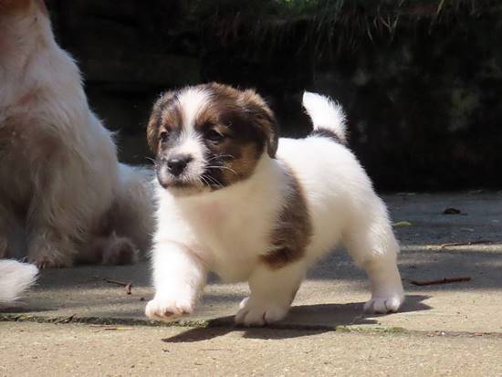 cachorros jack russell terrier de Gaspalleira