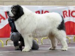 pedigree mastin del pirineo mauria de gaspalleira