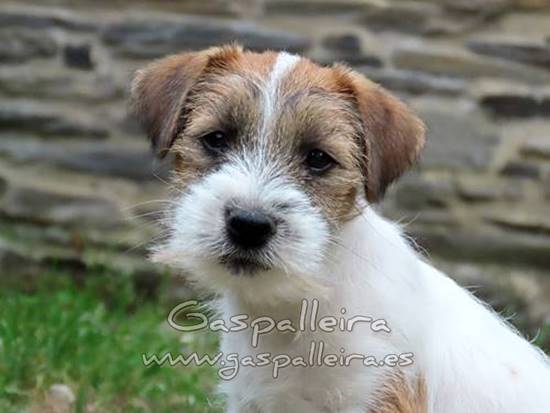 cachorros de Jack Russell Terrier de Gaspalleira
