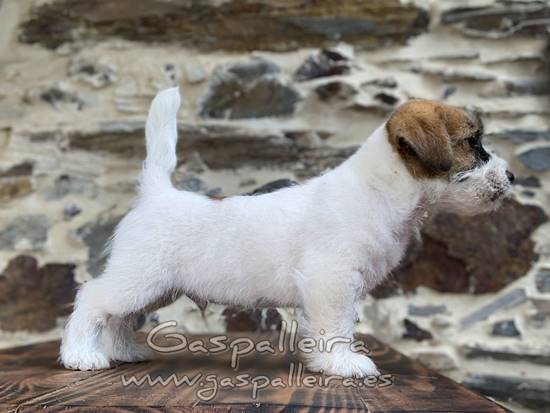 cachorros de Jack Russell Terrier de Gaspalleira