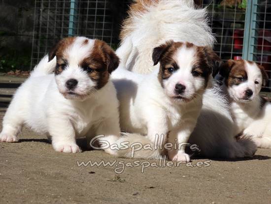 cachorros de Jack Russell Terrier de Gaspalleira