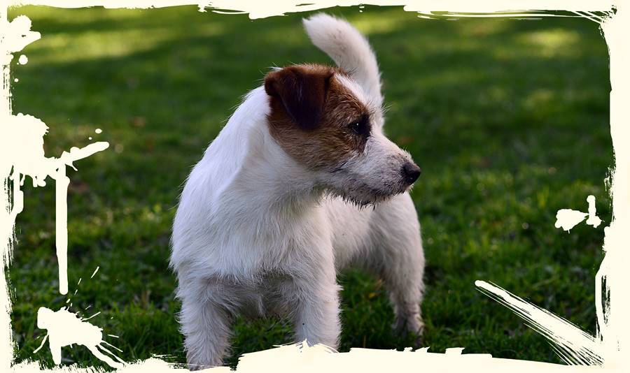 criador-jack-russell-terrier