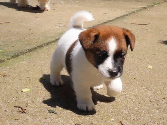 cachorros jack russell terrier de Gaspalleira