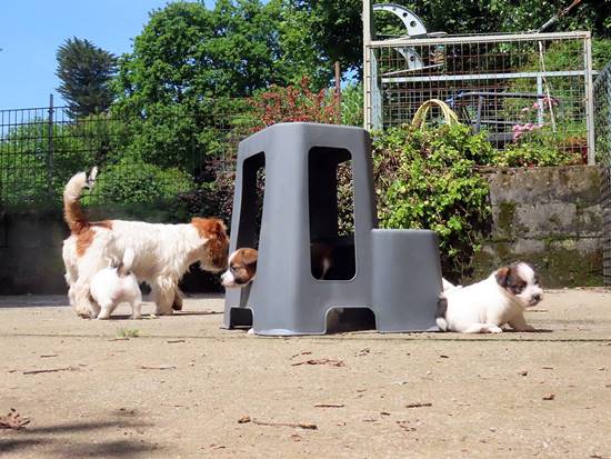 cachorros jack russell terrier de Gaspalleira