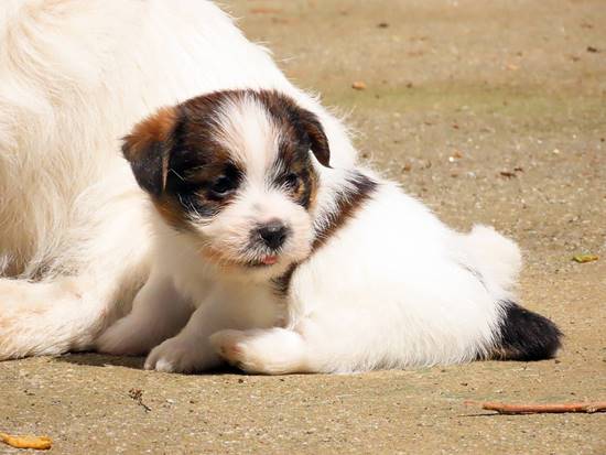 cachorros jack russell terrier de Gaspalleira