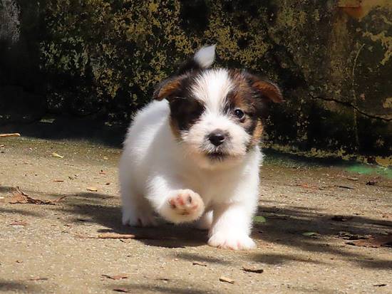 cachorros jack russell terrier de Gaspalleira