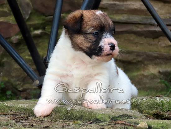 cachorros de Jack Russell Terrier de Gaspalleira