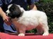 cachorro mastin del pirineo