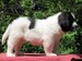 cachorro mastin del pirineo