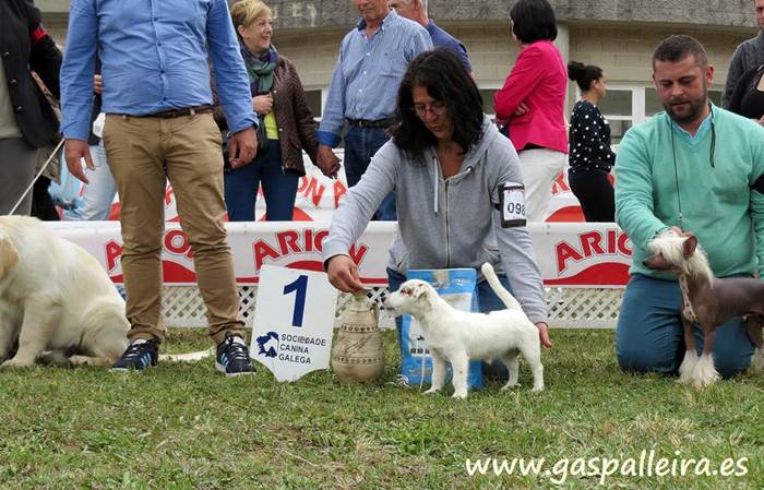 cachorro de Jack Russell Terrier de criadores Gaspalleira