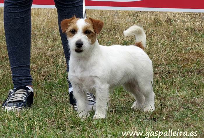Jack Russell Terrier Margarida de Gaspalleira criadores