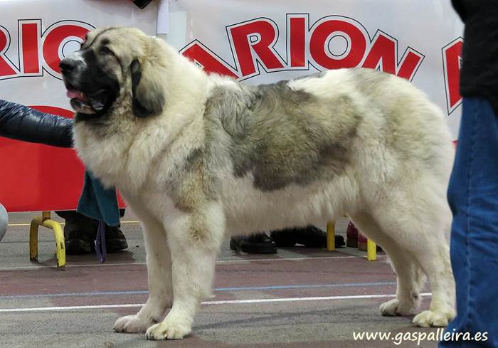 Mastín del Pirineo Nerea de Gaspalleira criadores en Galicia