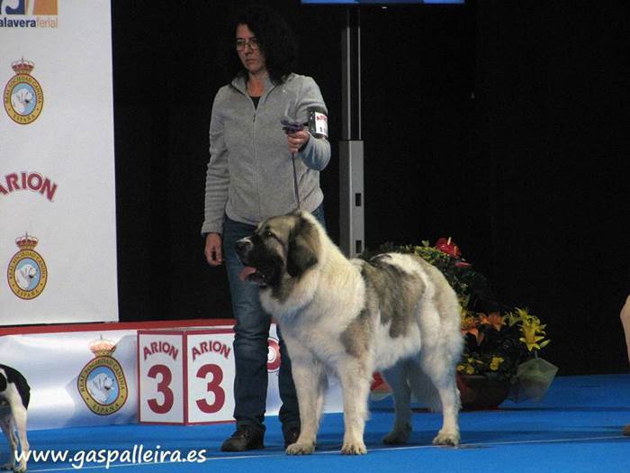 Mastín del Pirineo Nerea de Gaspalleira