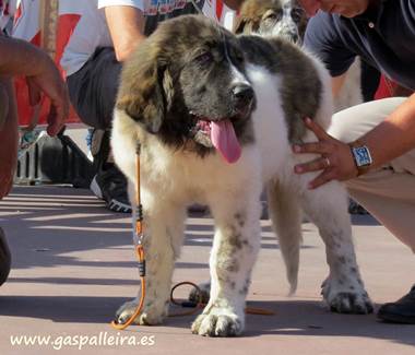 Cachorro de Mastín del Pirineo de  criadores Gaspalleira