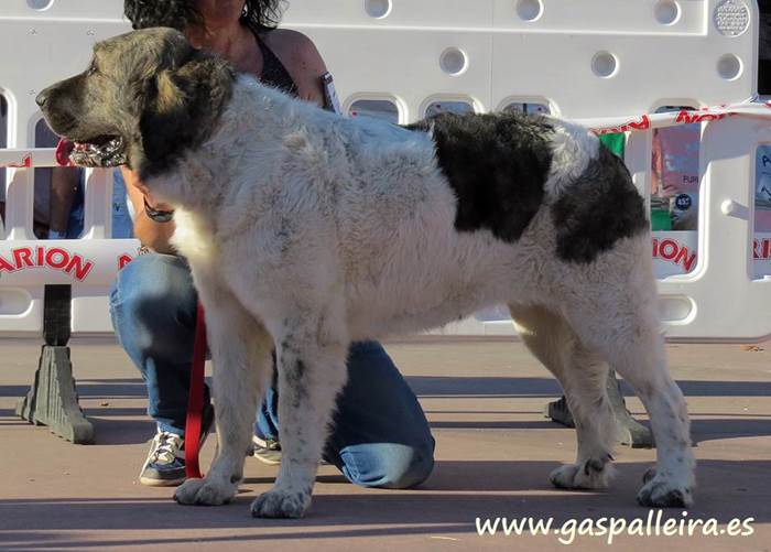 Mastín del Pirineo de Gaspalleira Thundra de Moralet