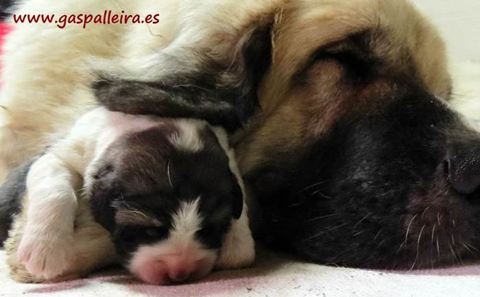 Camadas y cachorros de Mastín del Pirineo de Gaspalleira