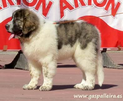 cachorro de Mastín del Pirineode criadores gaspalleira