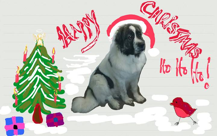 Gaspalleira, criadores de mastin del pirineo y jack russell terrier