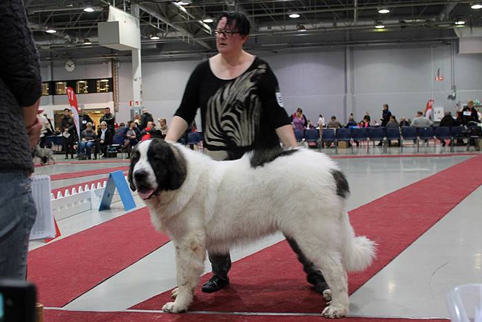 Mastín del Pirineo Xerión de Gaspalleira en Finlandia