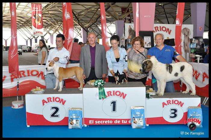 Cachorro de Mastín del Pirineo Xoana de Gaspalleira