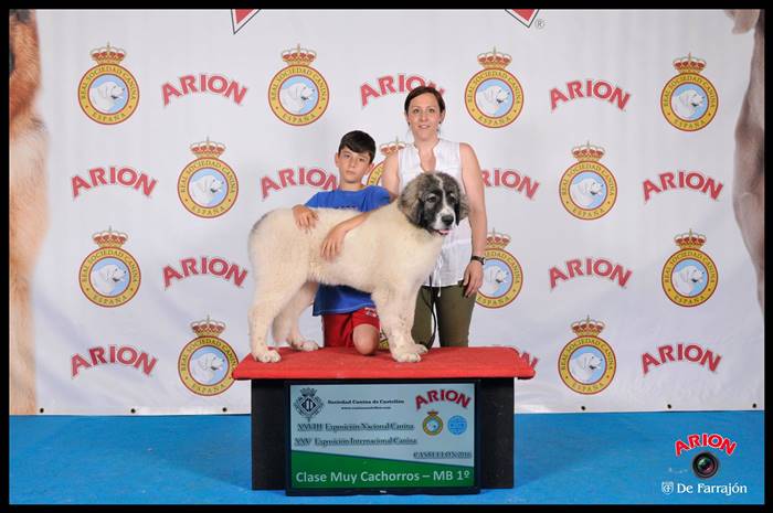 Cachorro de Mastín del Pirineo Xosefa de Gaspalleira