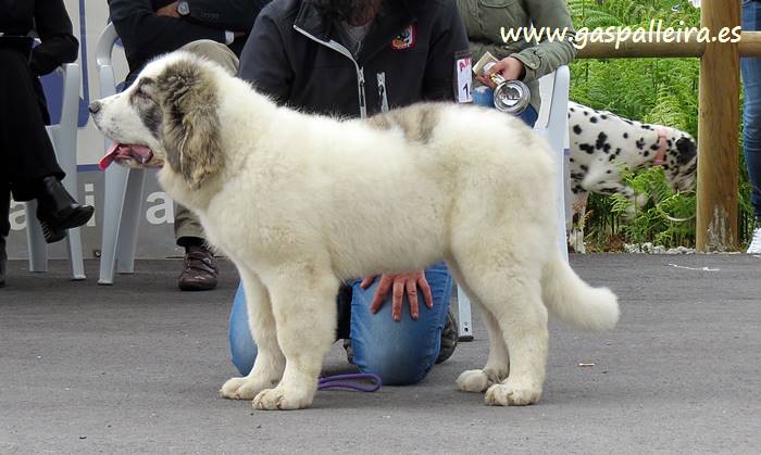 Cachorro de Mastín del Pirineo Xeitosa de Gaspalleira