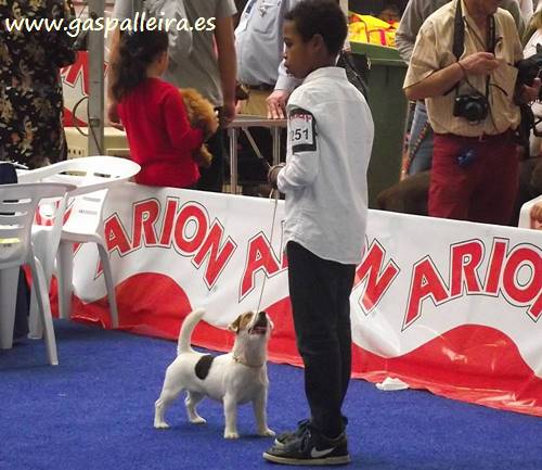  Jack Russell Terrier de Gaspalleira Lilya de Luperca