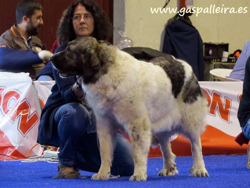 Mastín del Pirineo de Gaspalleira Thundra de Moralet