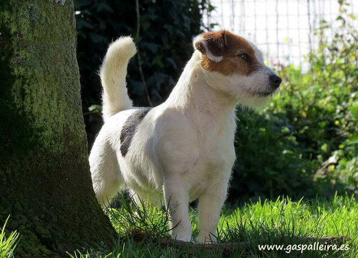 Jack Russell Terrier de Gaspalleira Lilya de Luperca