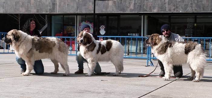 Mastines del Pirineo de Gaspalleira