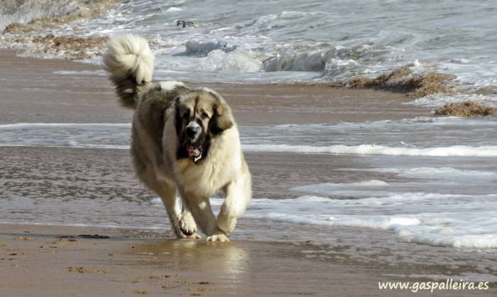 Mastín del PirineoNerea de Gaspalleira Campeona de España de belleza