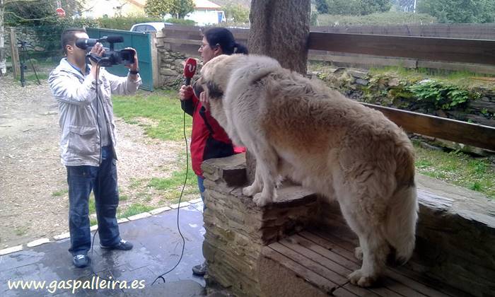 Mastín del Pirineode Gaspalleira en la tele