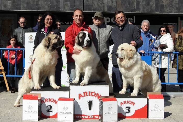 Mastín del Pirineo Nerea de Gaspalleira
