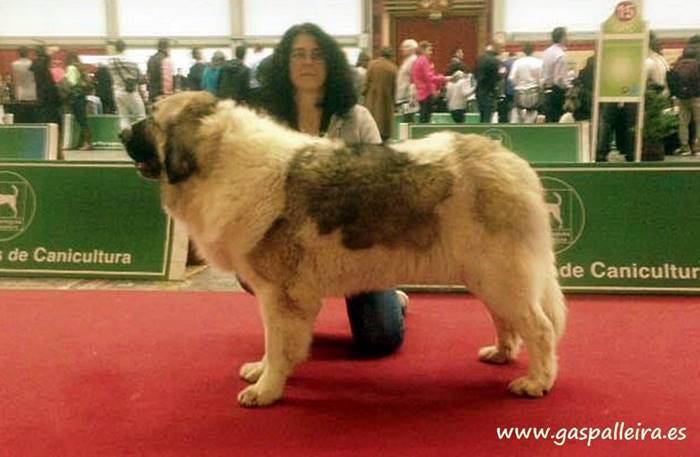 Mastín del Pirineo Nerea de Gaspalleira