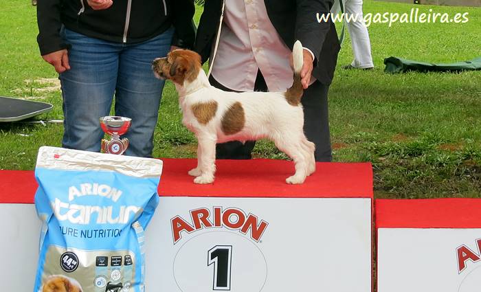 Cachorro de Jack Russell Terrier Wichita de Gaspalleira