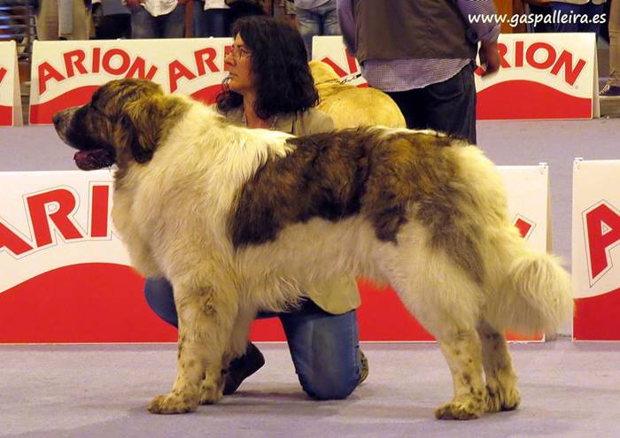 Mastín del PirineoTimoteo de Gaspalleira en exposición canina