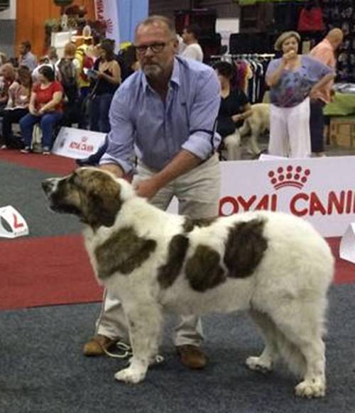 Mastín del Pirineo Turuntera de Gaspalleira en Holanda