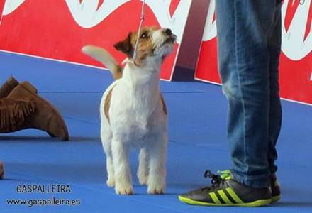 Jack Russell Terrier Wichita de Gaspalleira