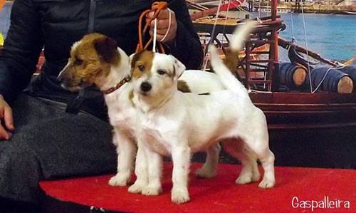 Jack Russell Terrier de Gaspalleira