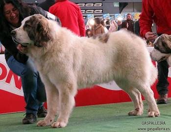 Mastín del Pirineo Xeitosa de Gaspalleira
