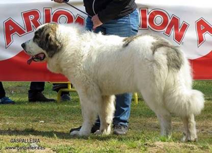 Mastín del Pirineo Xeitosa de Gaspalleira